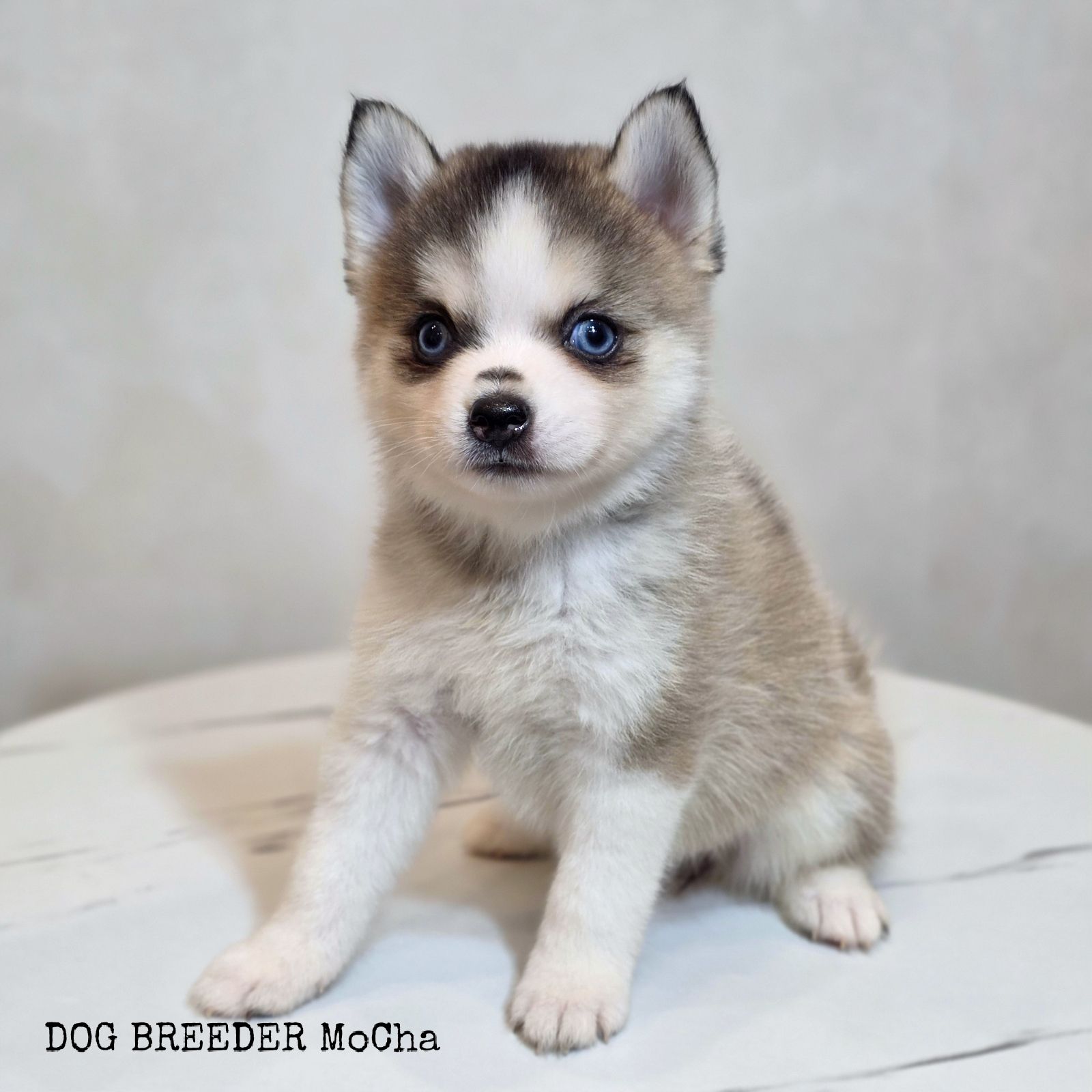 ポンスキー子犬ID()画像2