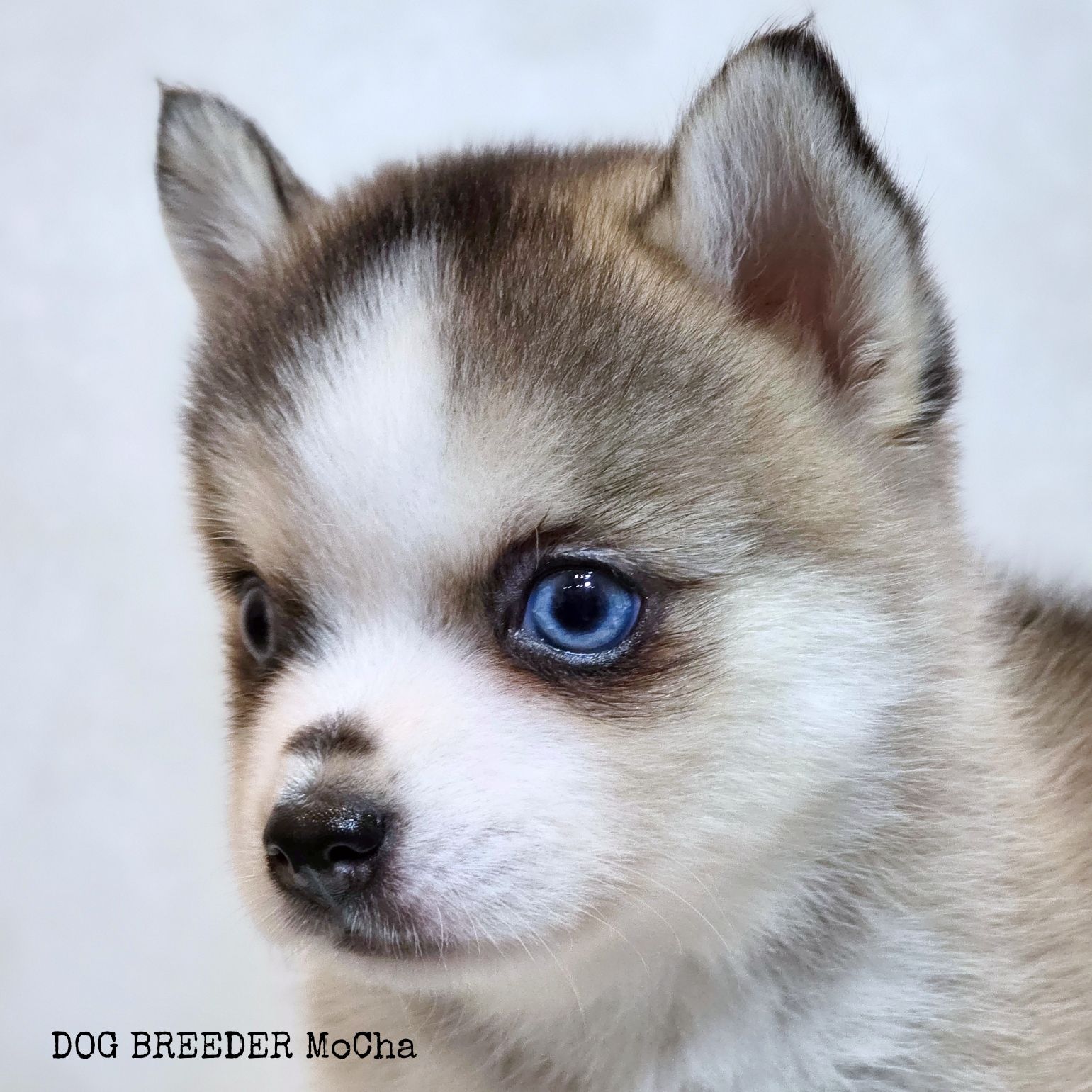 ポンスキー子犬ID()画像4