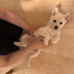 ポンスキー子犬ID()サムネイル画像1
