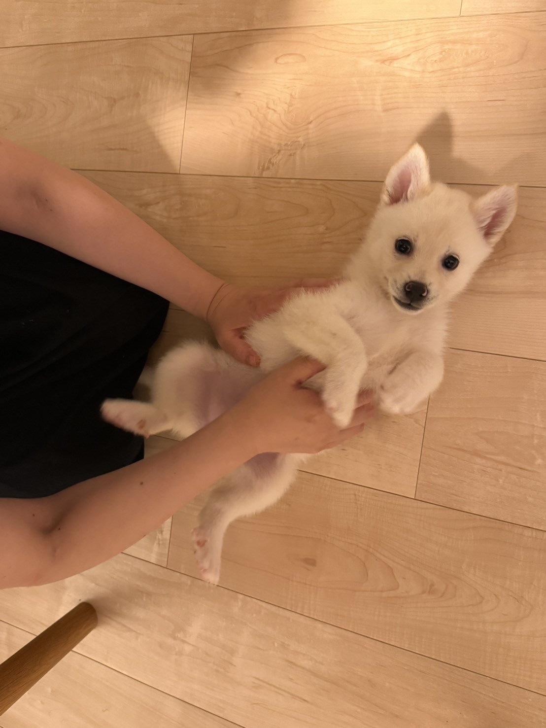 ゆきちゃんの画像