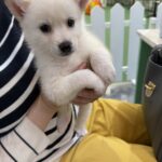ポンスキー子犬ID()サムネイル画像2
