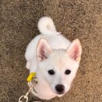 ポンスキー子犬ID()サムネイル画像3