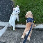 ポンスキー子犬ID()サムネイル画像4