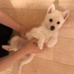 ポンスキー子犬ID()サムネイル画像5