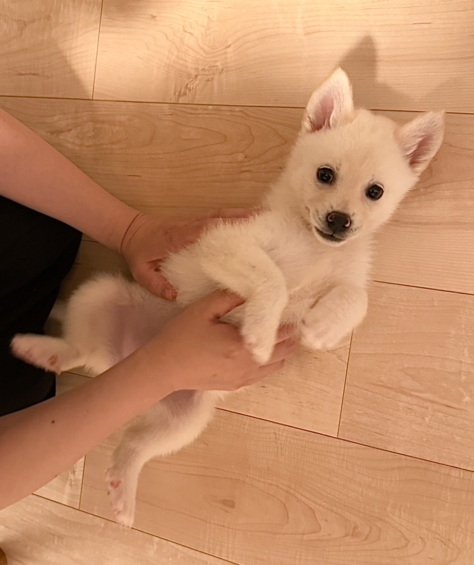 ゆきちゃんの画像5