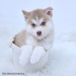 ポンスキー子犬ID()サムネイル画像1