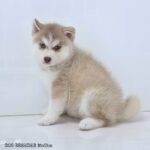 ポンスキー子犬ID()サムネイル画像2