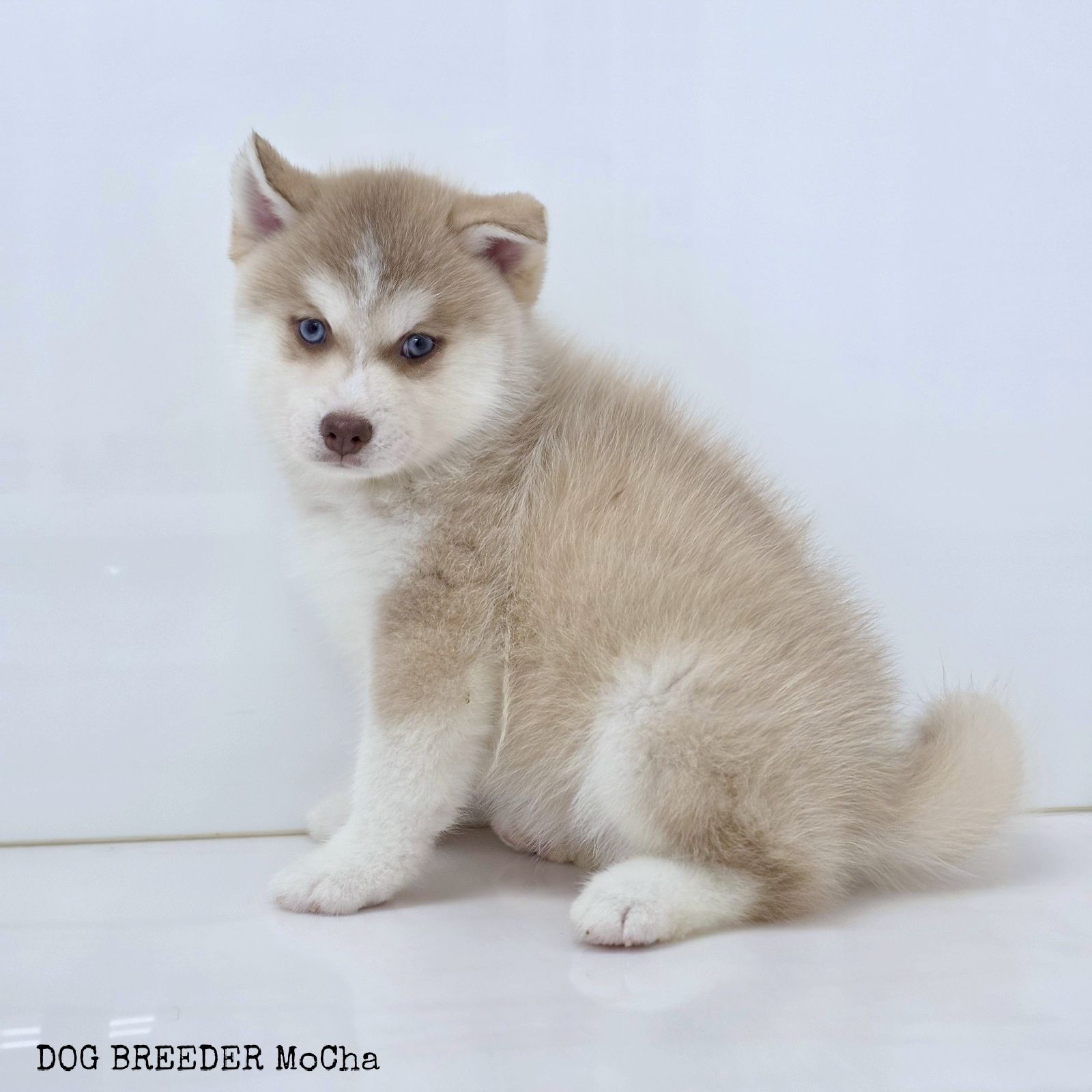 ポンスキー子犬ID()画像2