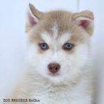 ポンスキー子犬ID()サムネイル画像3