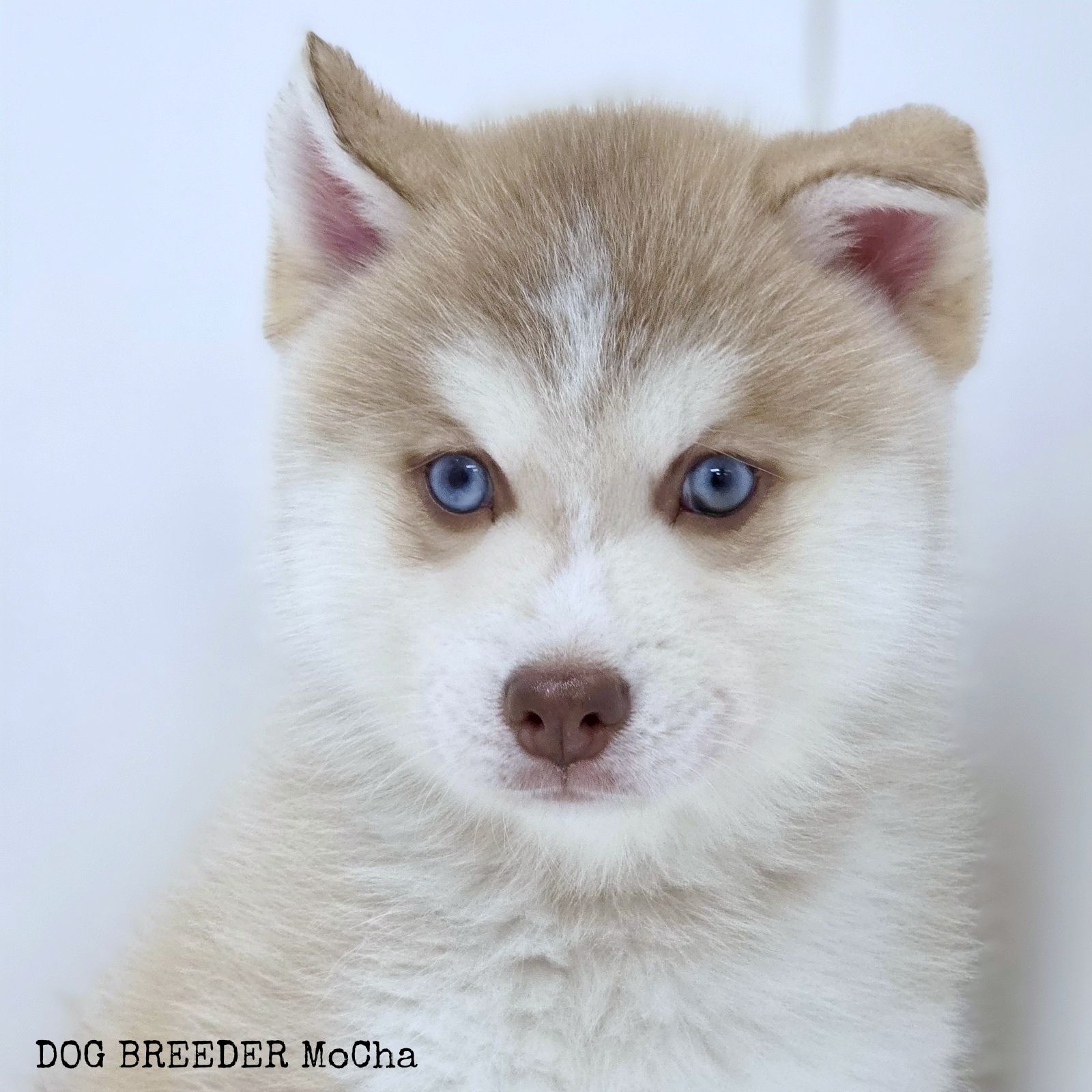 ポンスキー子犬ID()画像3
