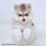 ポンスキー子犬ID()サムネイル画像1