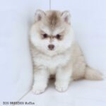 ポンスキー子犬ID()サムネイル画像2