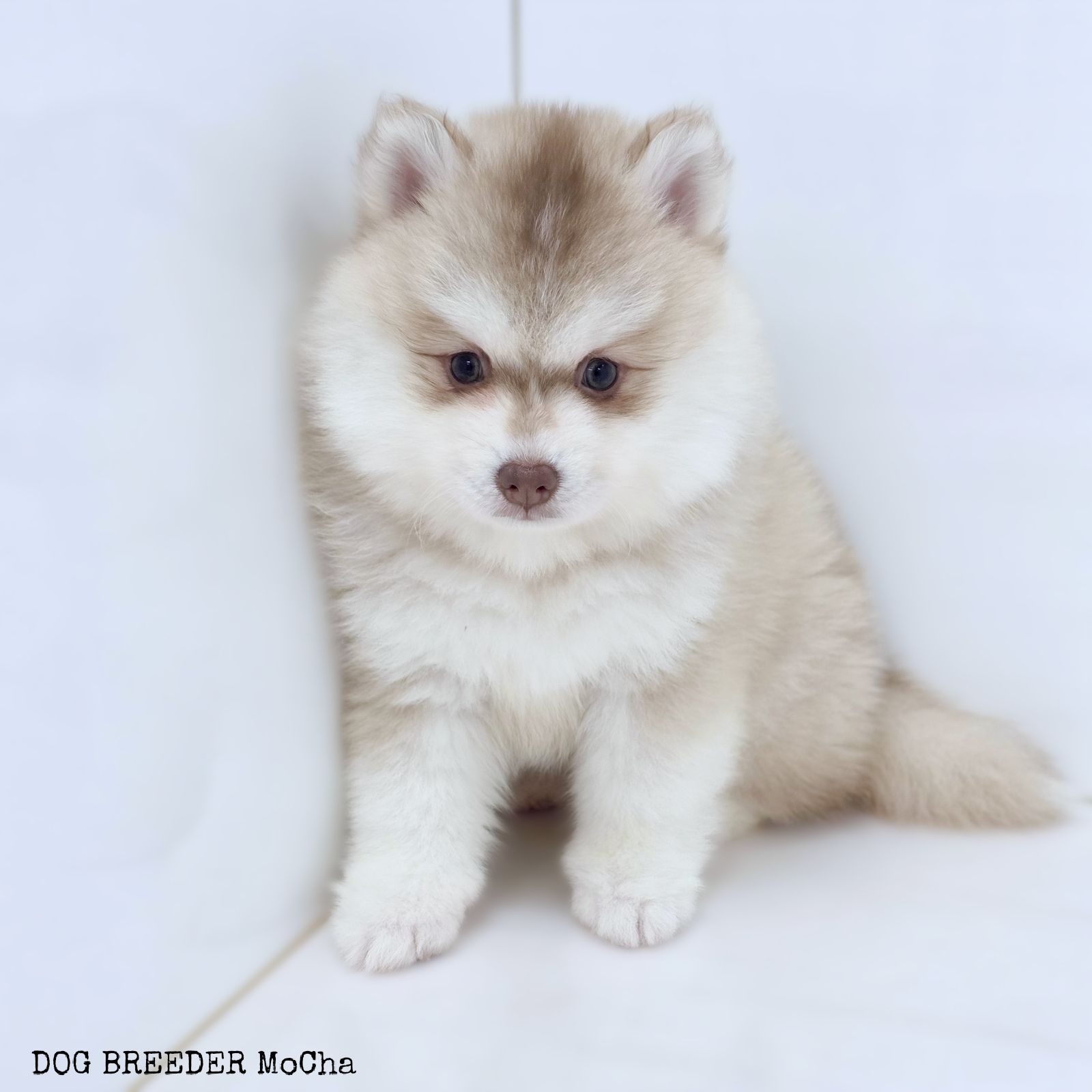 ポンスキー子犬ID()画像2