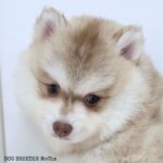 ポンスキー子犬ID()サムネイル画像3