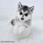 ポンスキー子犬ID()サムネイル画像1