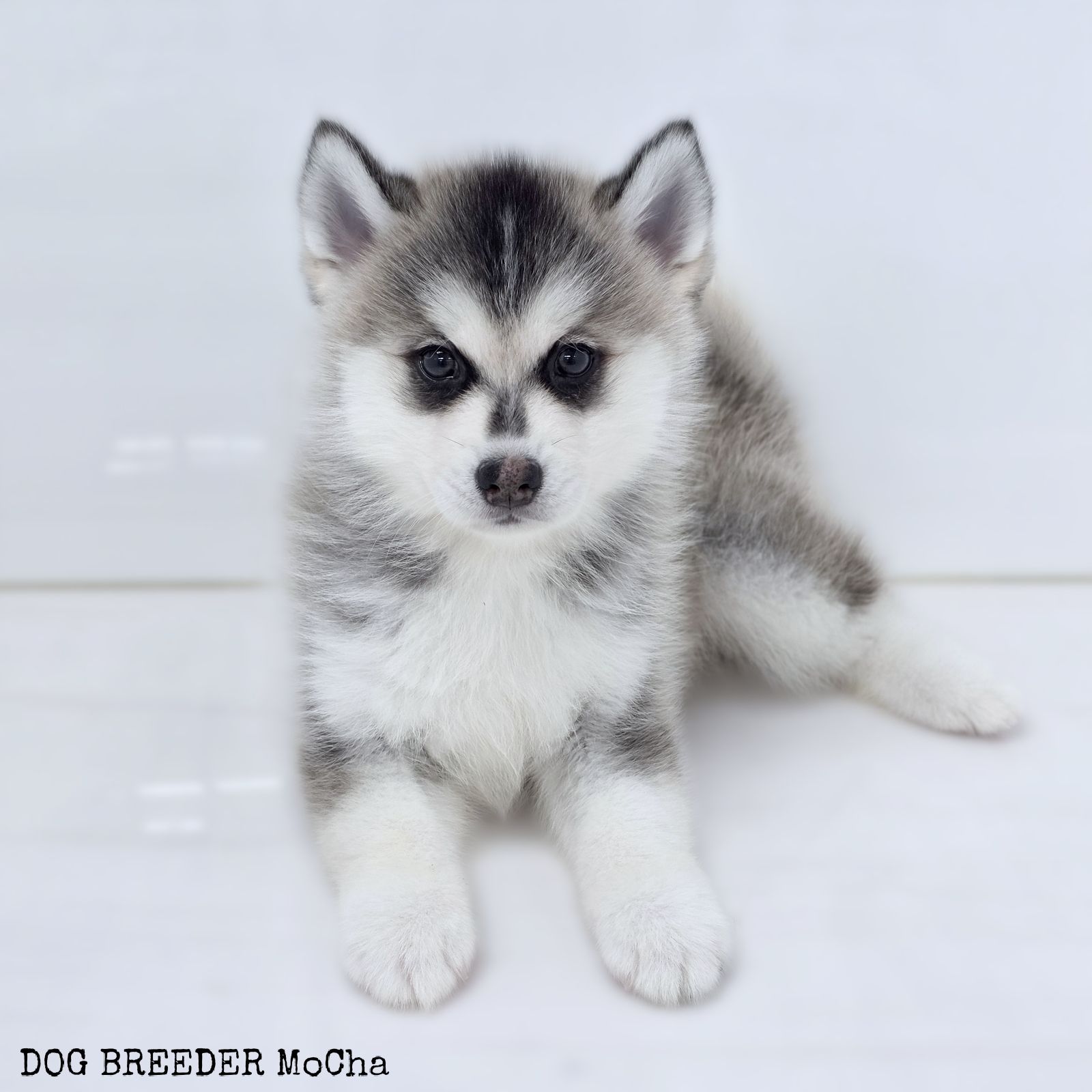 ポンスキー子犬ID()画像2