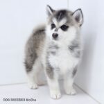 ポンスキー子犬ID()サムネイル画像3