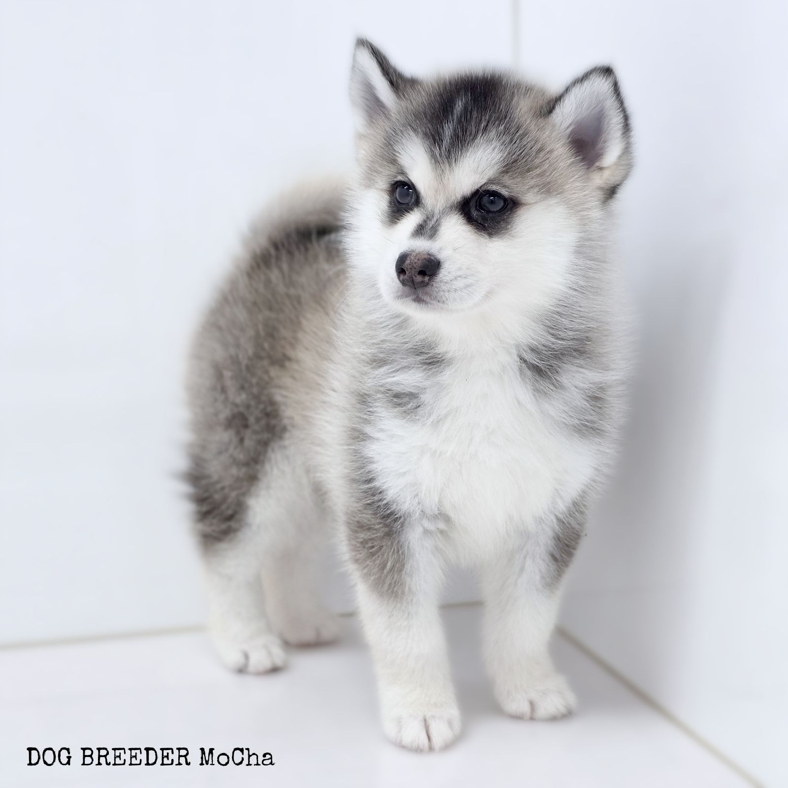 ポンスキー子犬ID()画像3