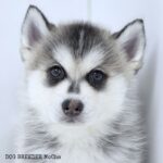 ポンスキー子犬ID()サムネイル画像4