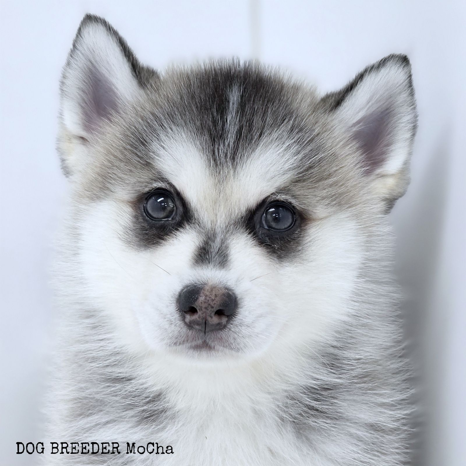 ポンスキー子犬ID()画像4