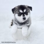ポンスキー子犬ID()サムネイル画像1