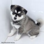 ポンスキー子犬ID()サムネイル画像3