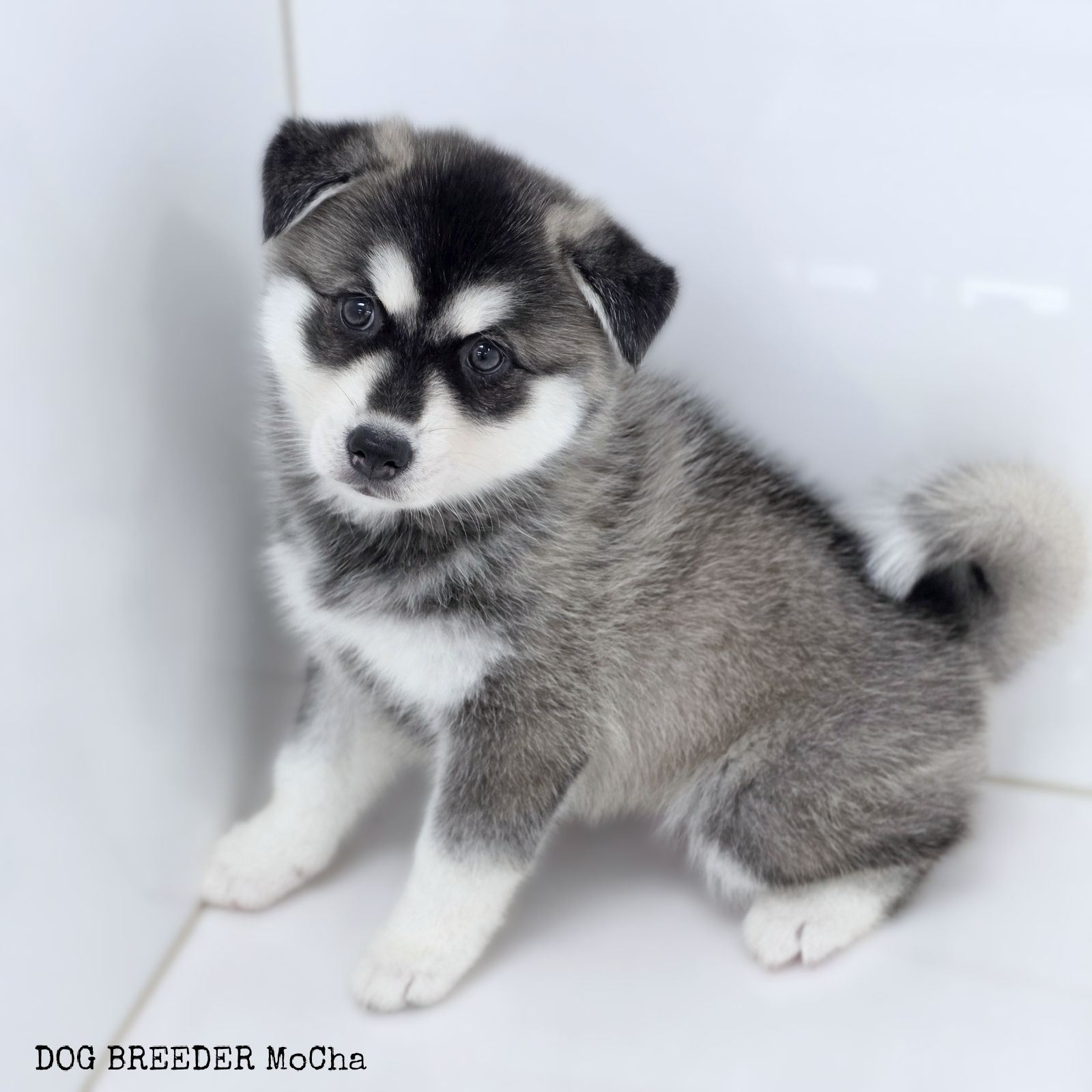 ポンスキー子犬ID()画像3