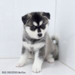 ポンスキー子犬ID()サムネイル画像2