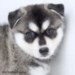 ポンスキー子犬ID()サムネイル画像4
